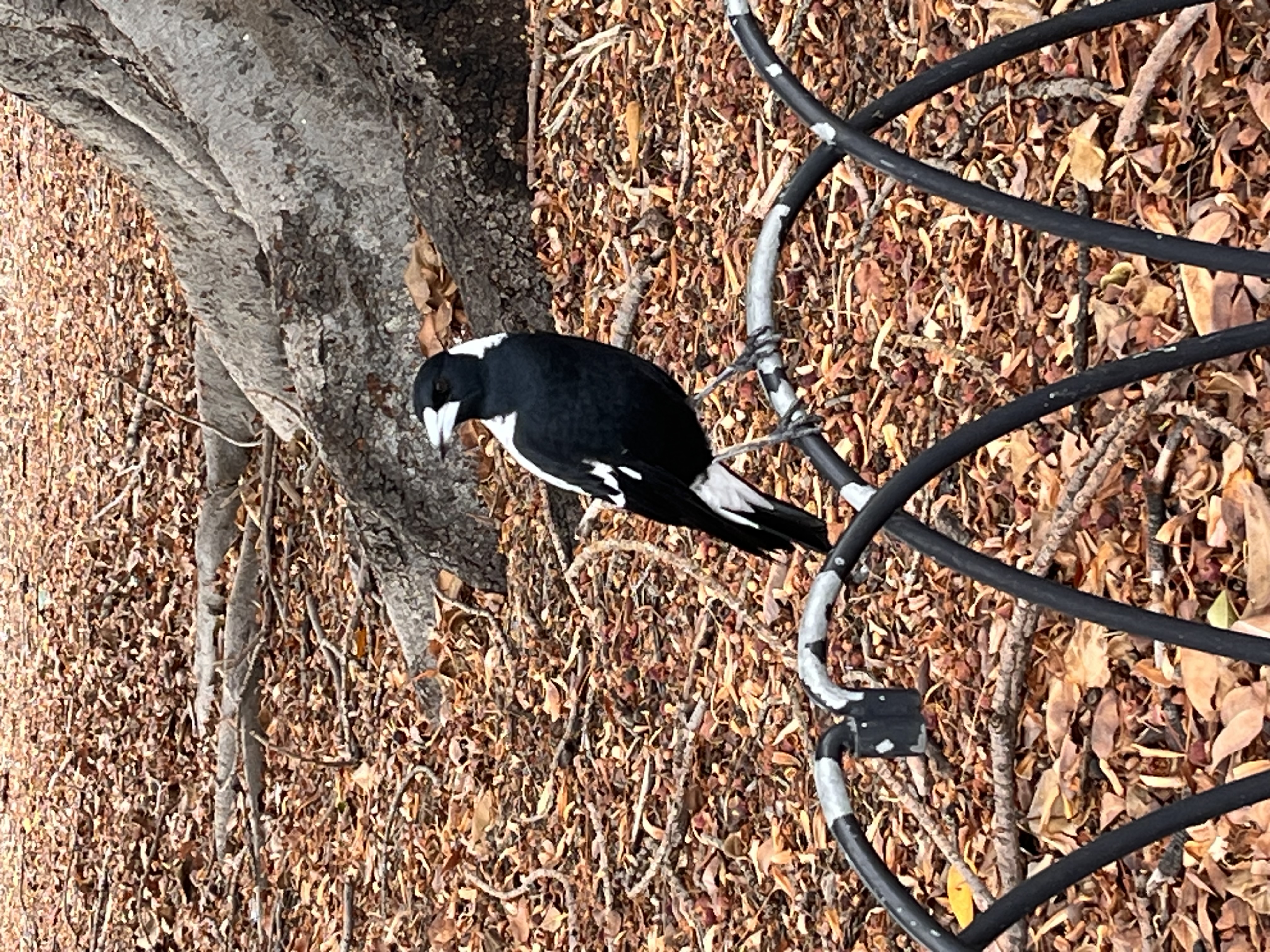 bird