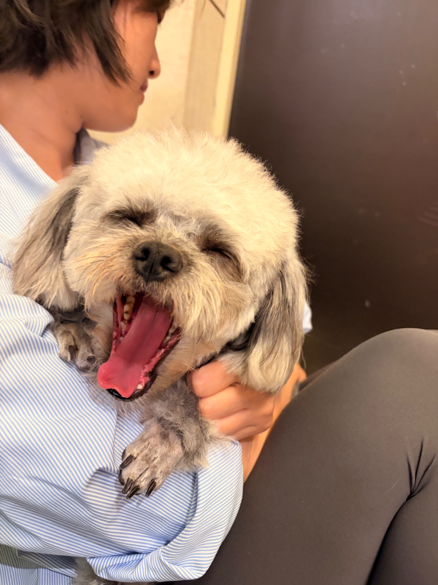 Shih Tzu