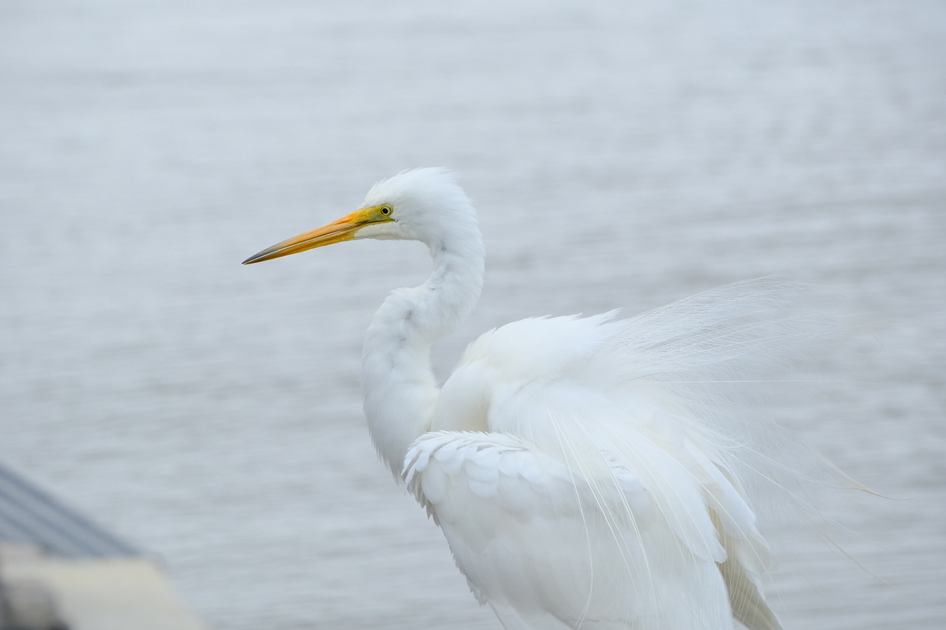great egret