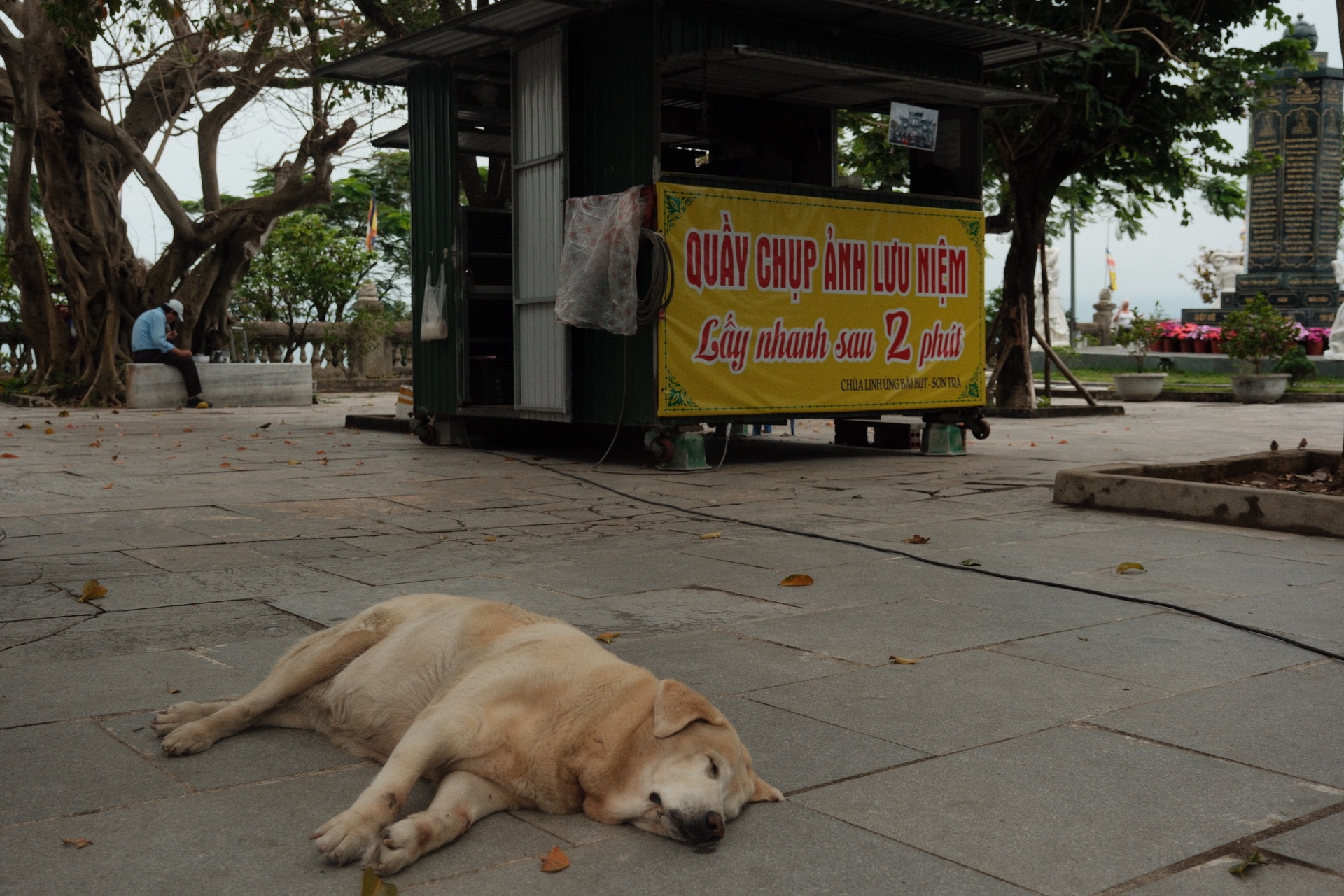 Labrador Retriever