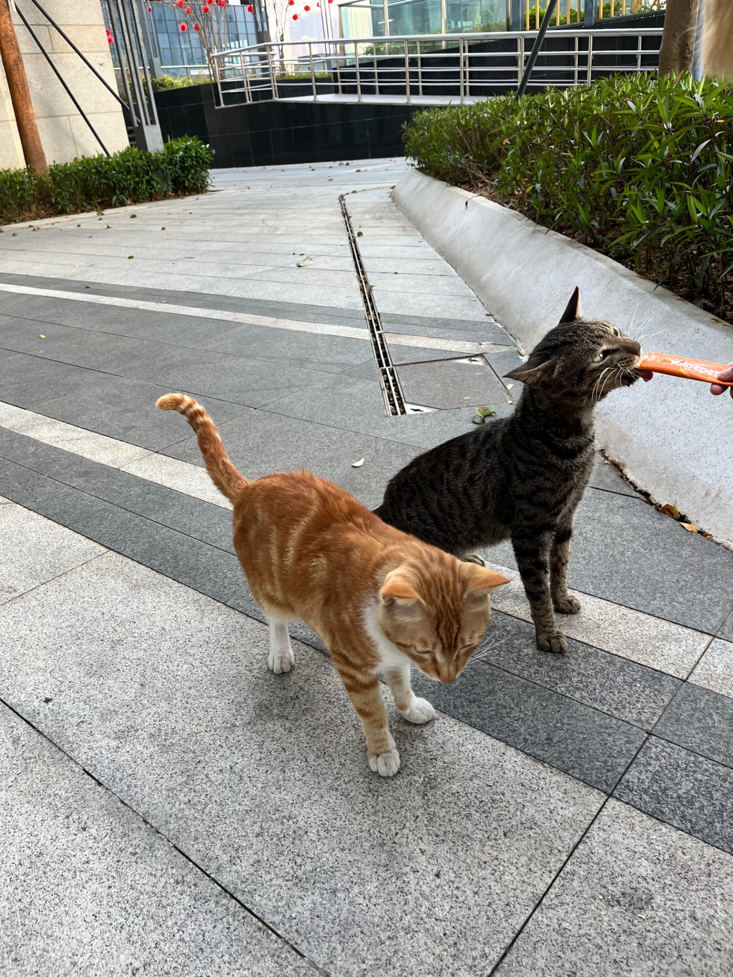 domestic cats