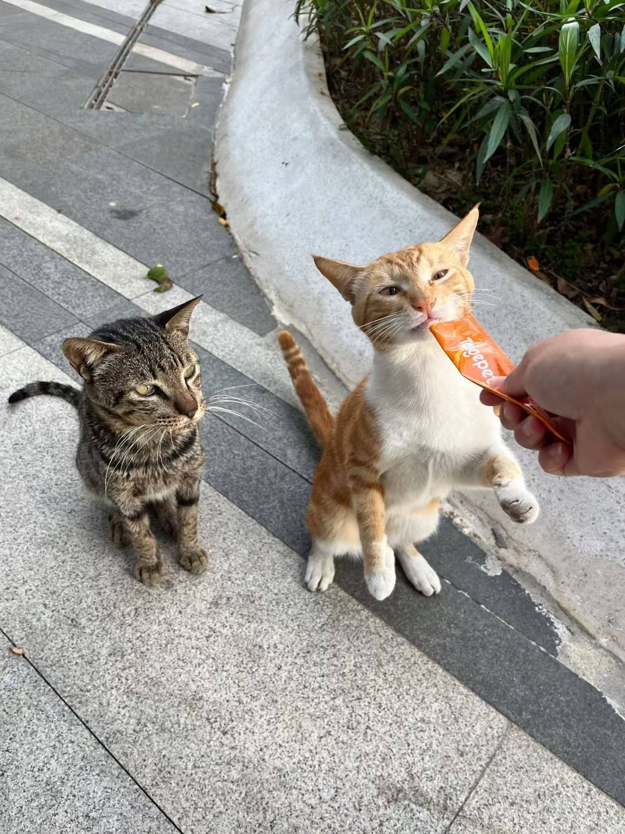 tabby cat
