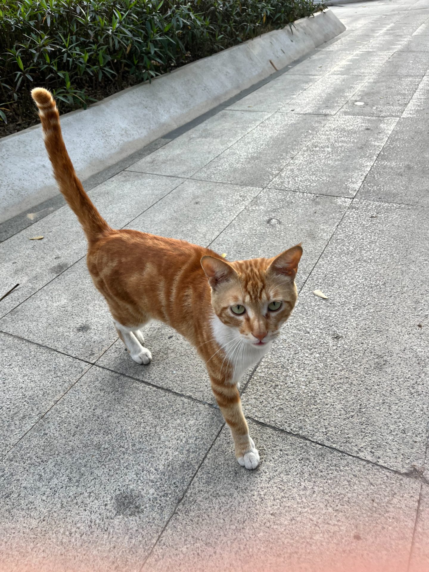 ginger tabby cat