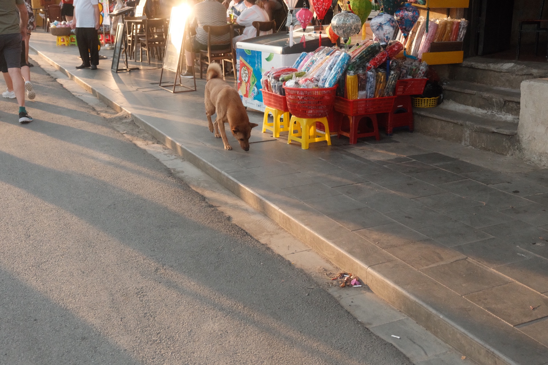 dog