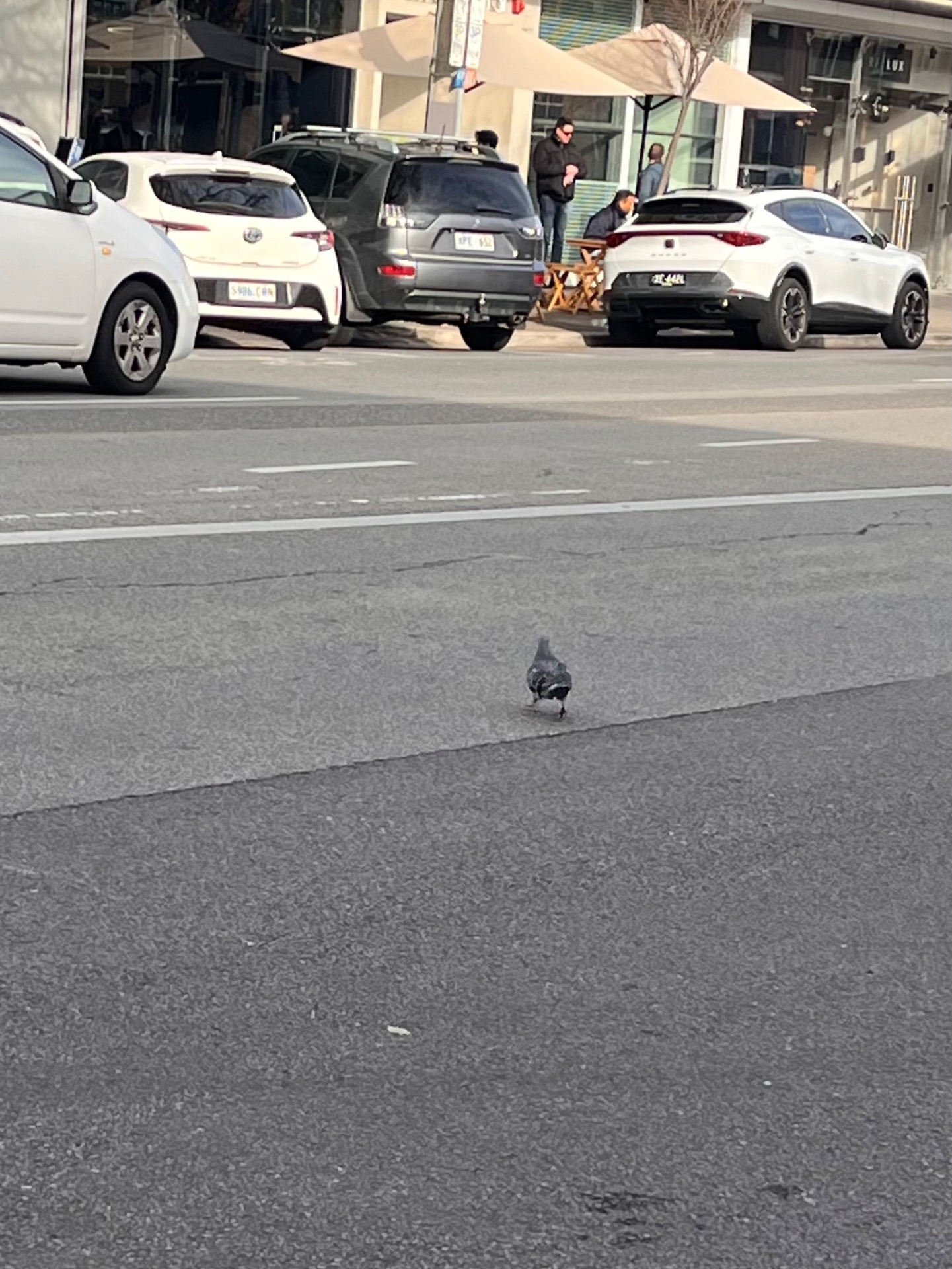 pigeon