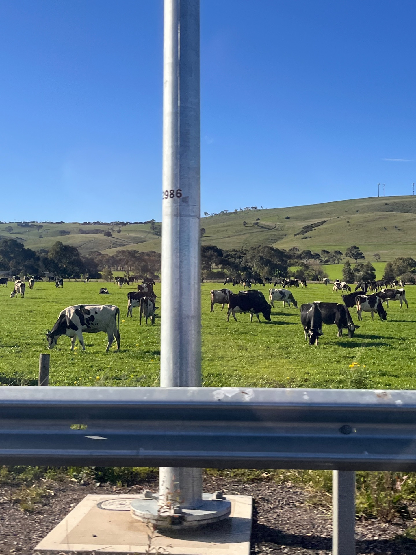 cattle