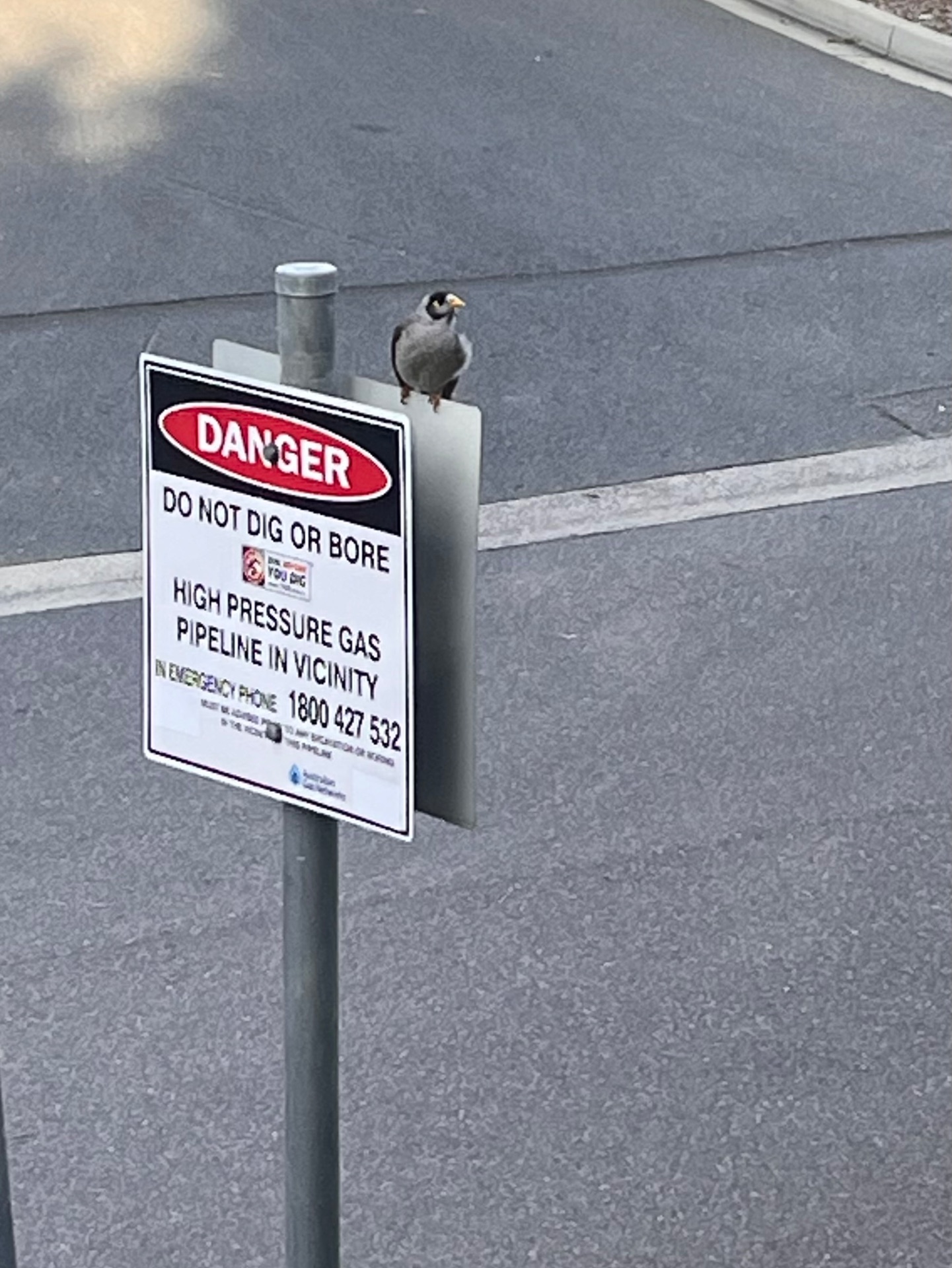 noisy miner
