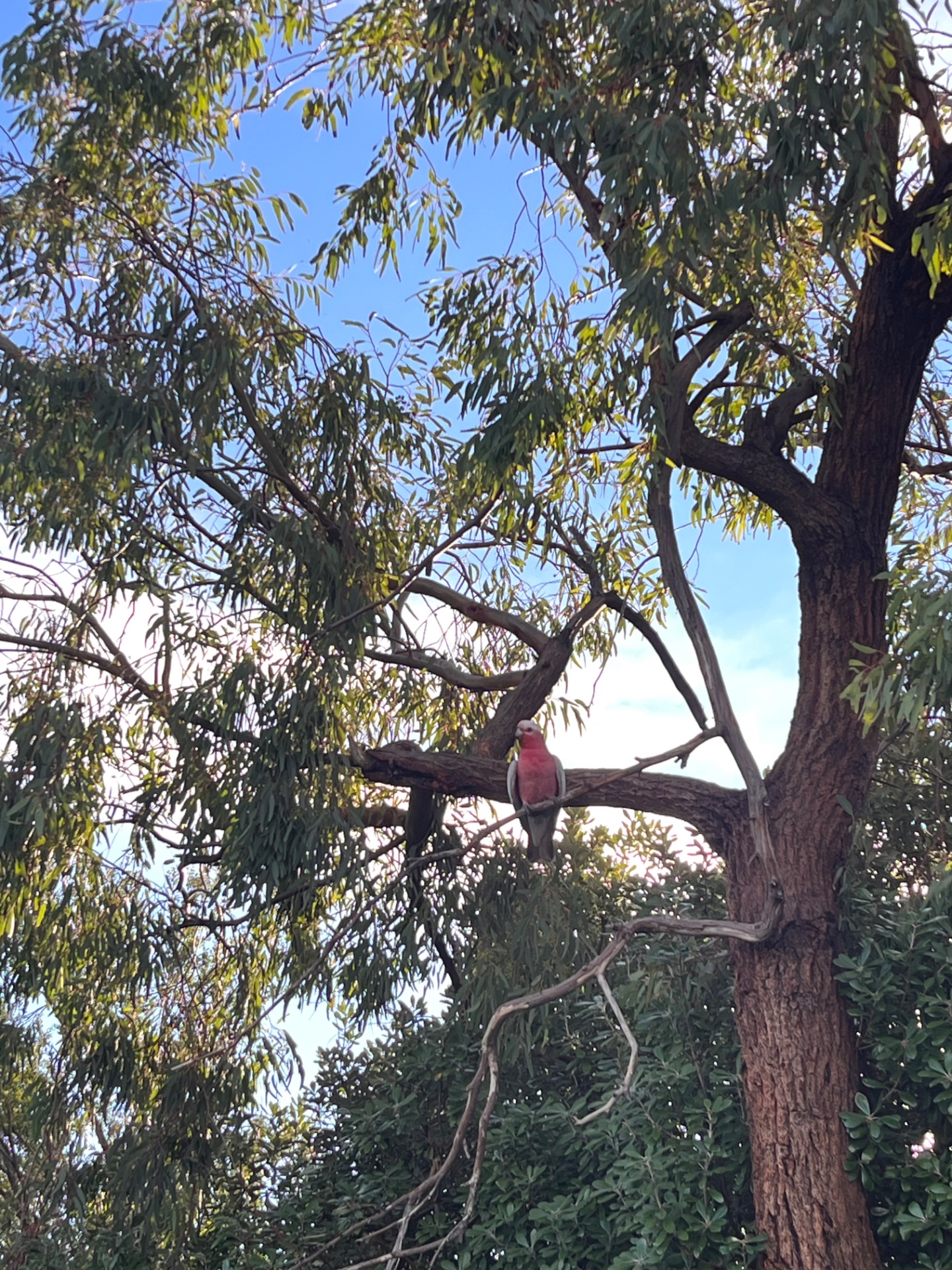 galah