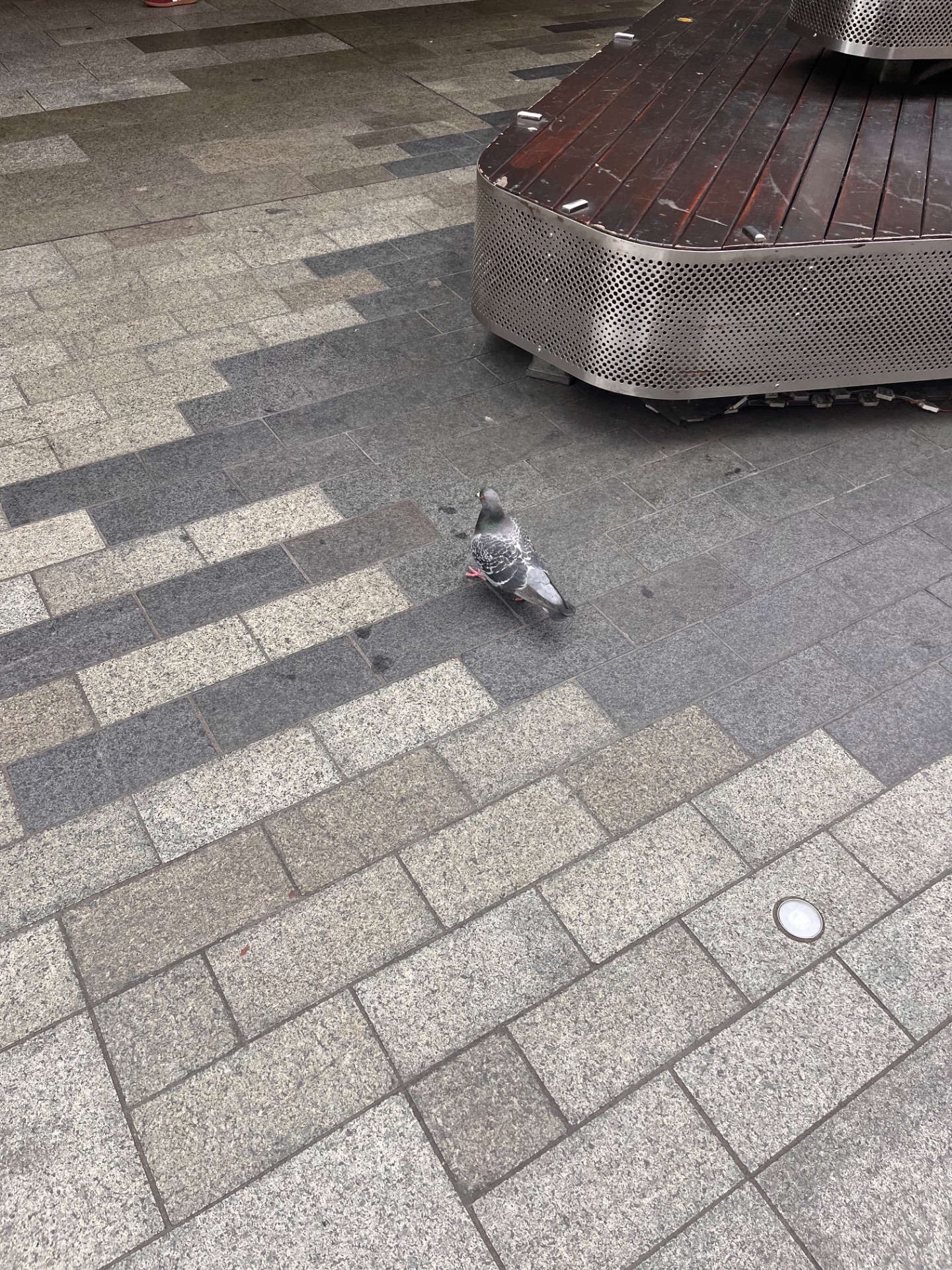 pigeon