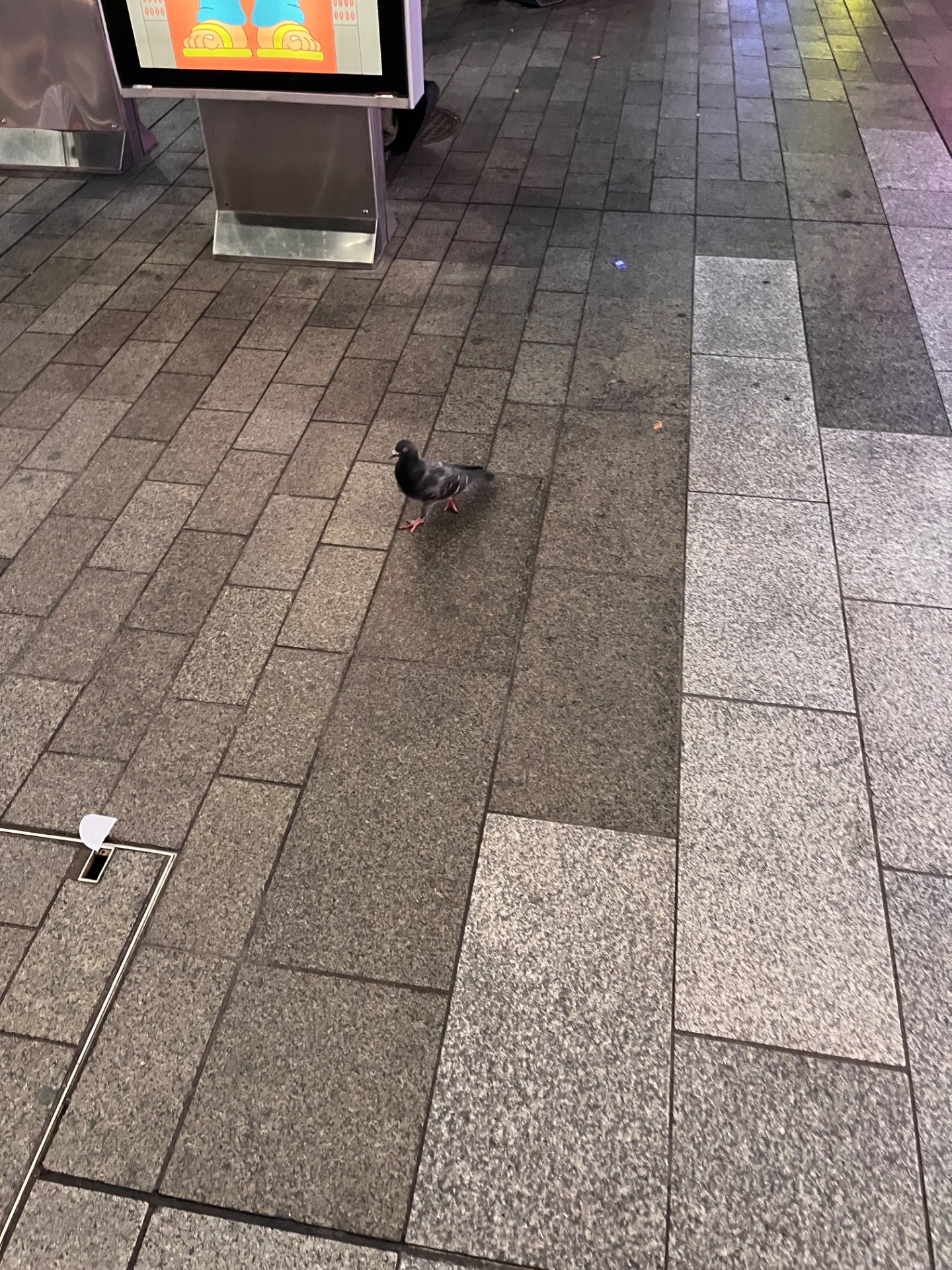 rock pigeon