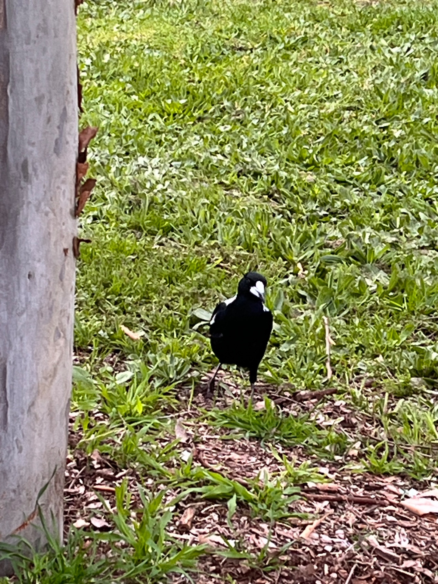 Australian magpie