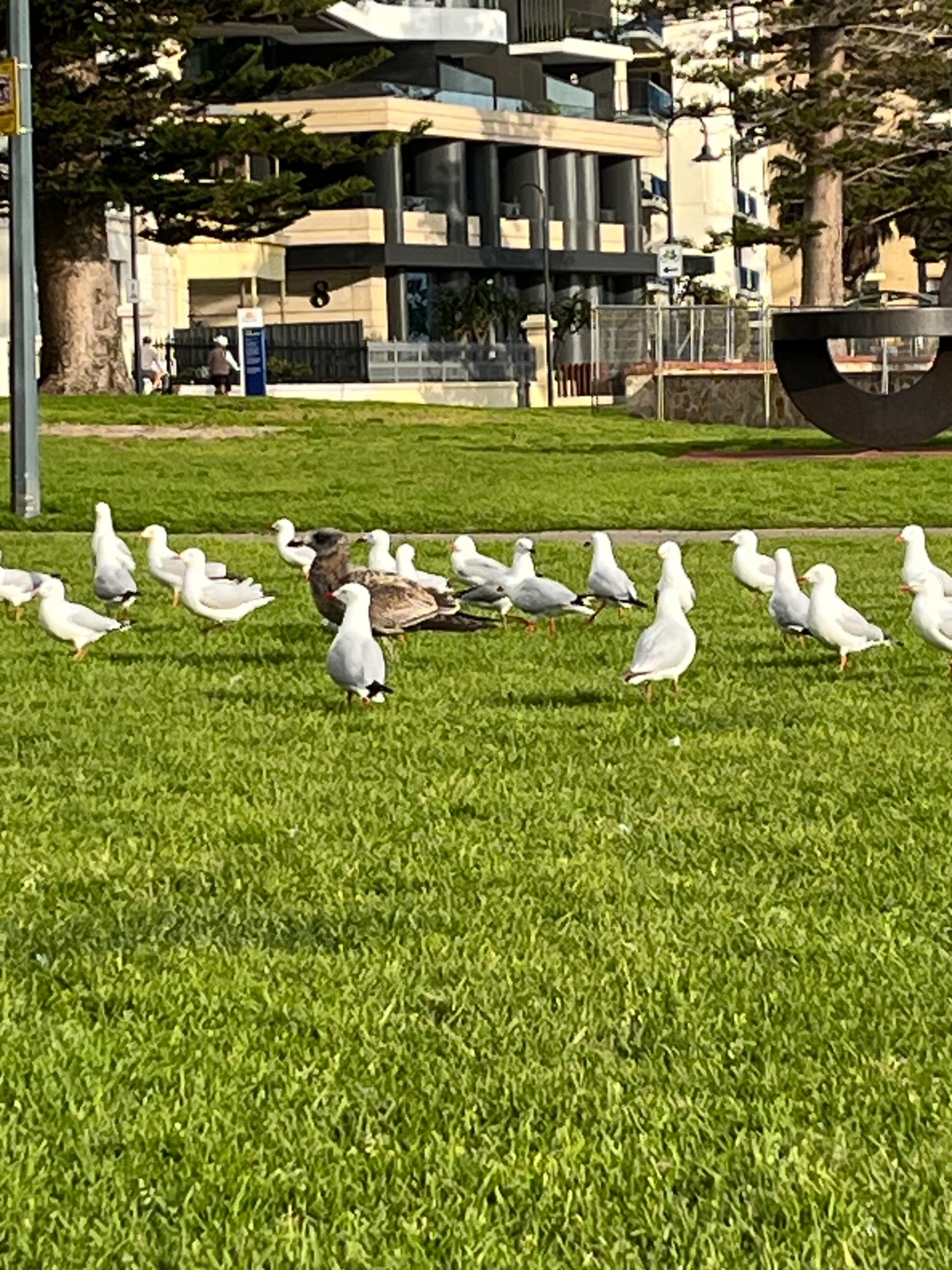 silver gull and Juvenile gull