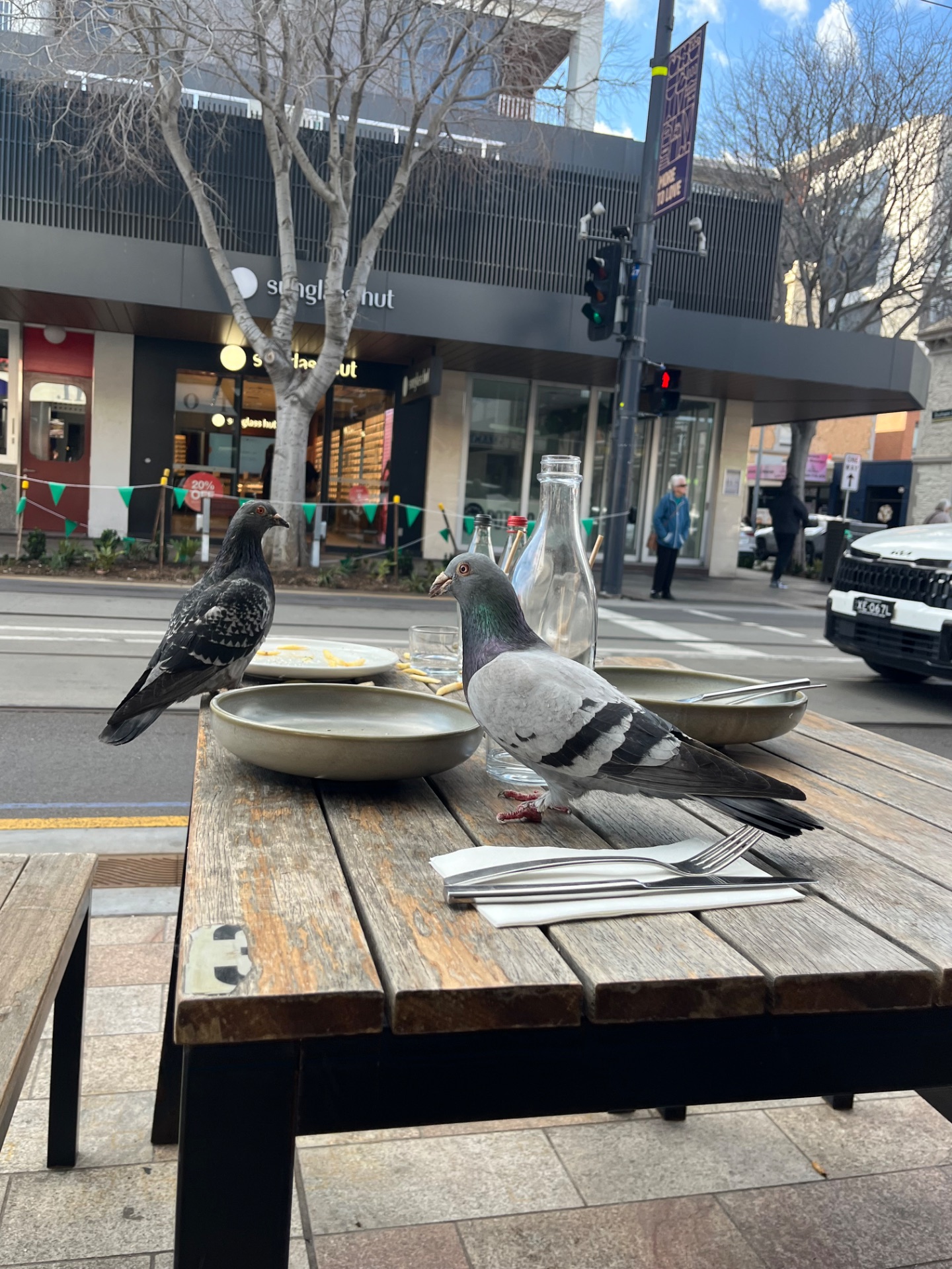 pigeon