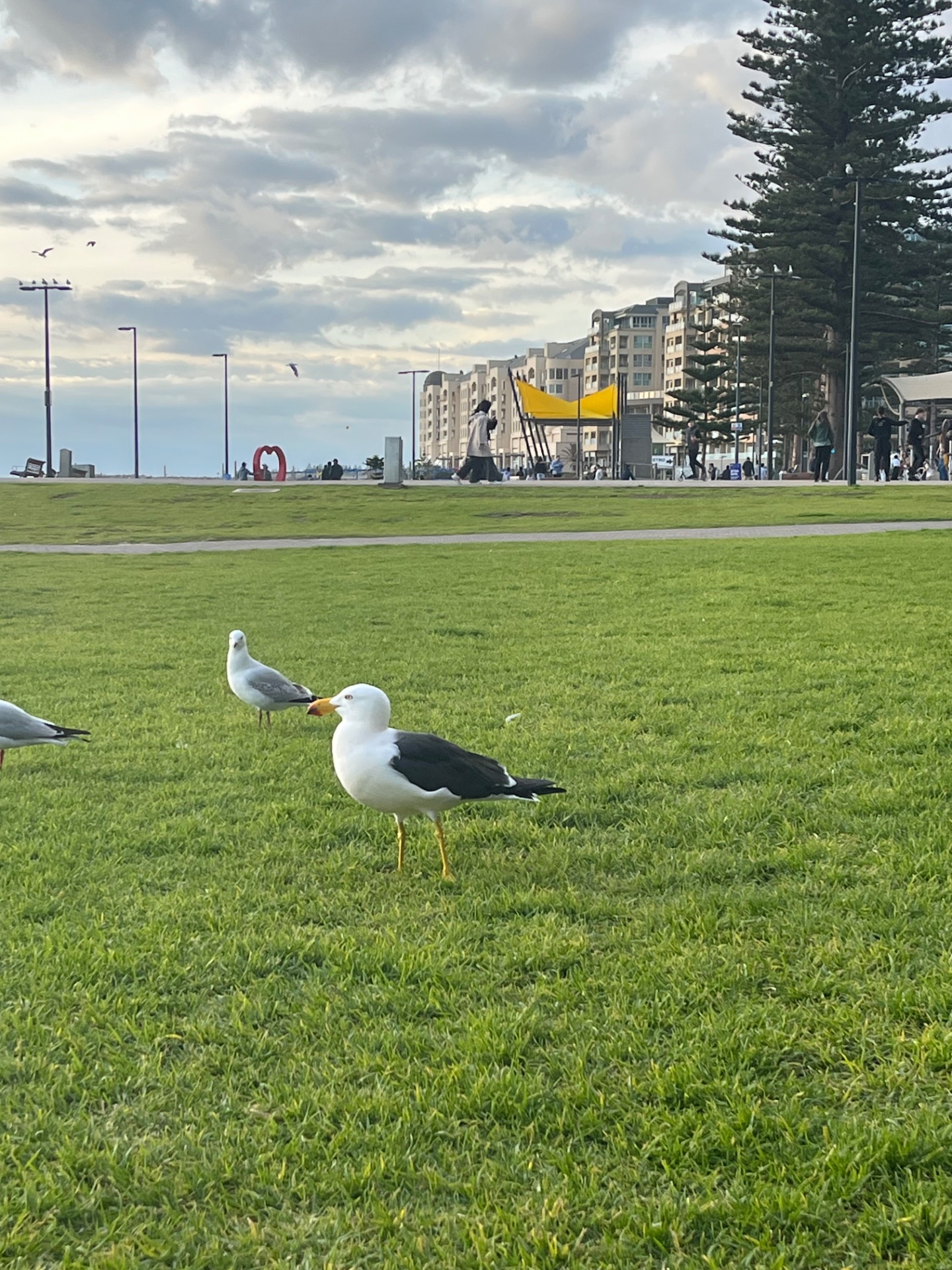 kelp gull