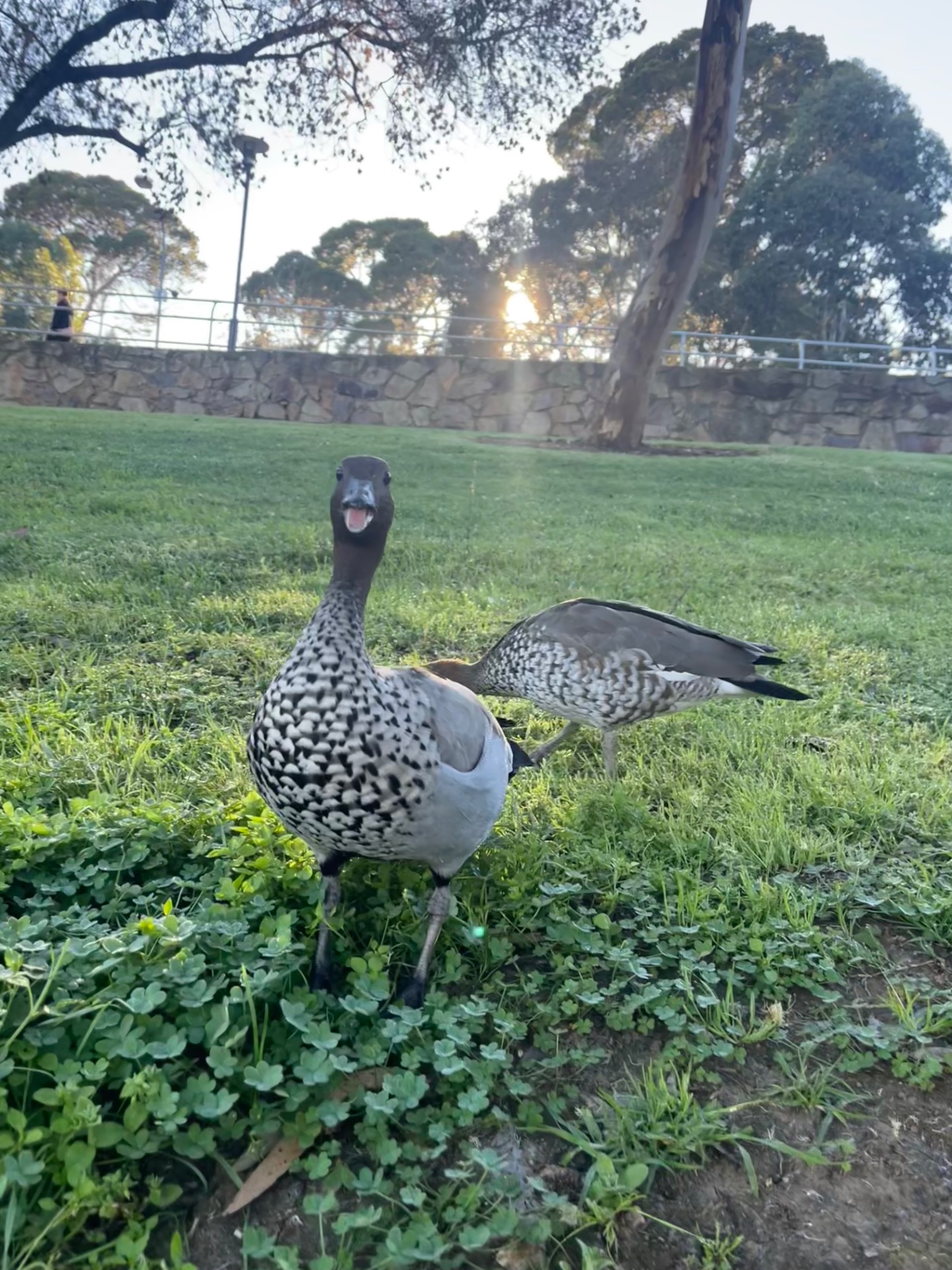 Australian wood duck